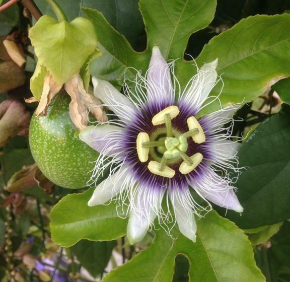 تختخواب و صبحانه Chambre D Hôte Coeur Coco Piscine