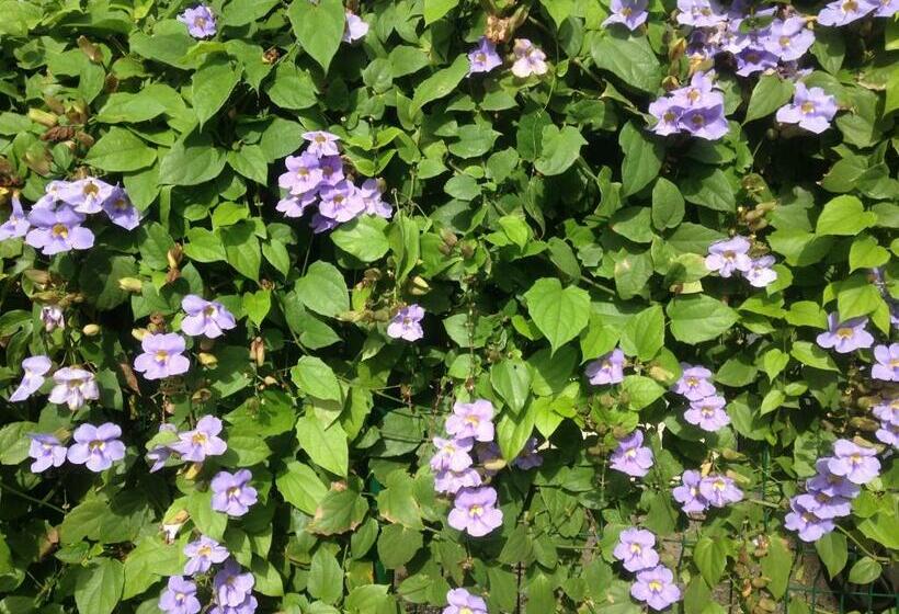 تختخواب و صبحانه Chambre D Hôte Coeur Coco Piscine