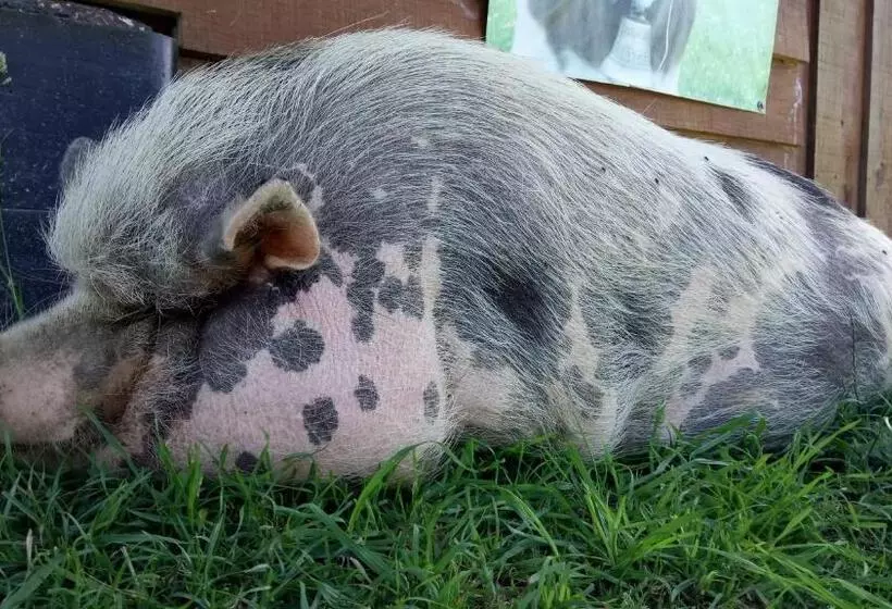 ベッドアンドブレックファースト La Petite Ferme De Pouillon   Parc Animalier   Aire De Loisirs