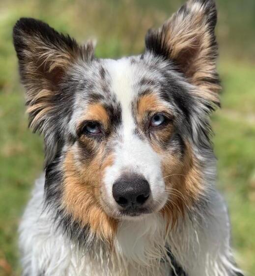 Bed and Breakfast Villa Adriana