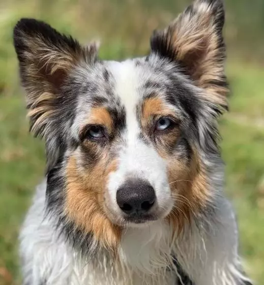 Aamiaismajoitus (B&B) Villa Adriana