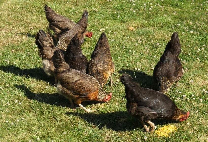 Rose Vean Bed & Breakfast