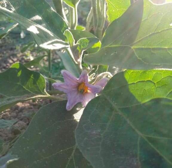 B&b La Vecchia Quercia Home Restaurant