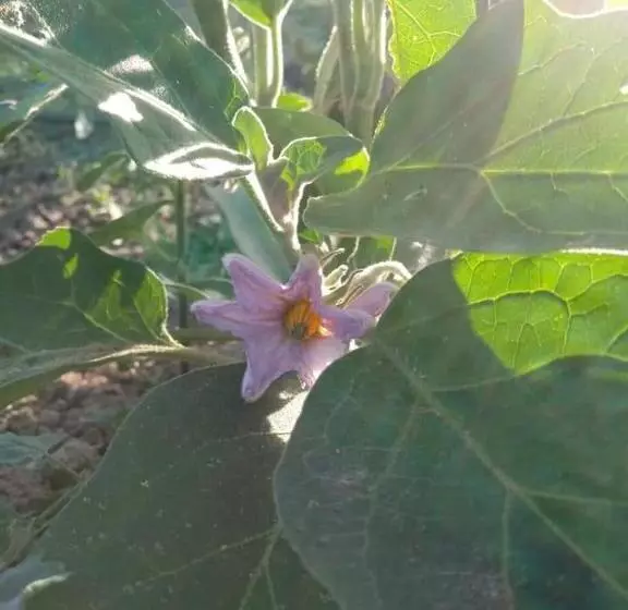 B&b La Vecchia Quercia Home Restaurant