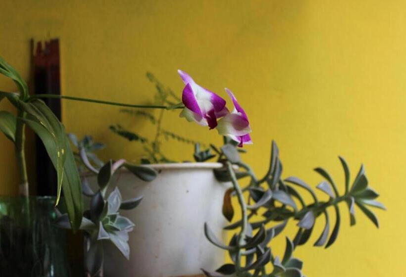 פנסיון Hospedagem Bicho Do Mato Arts