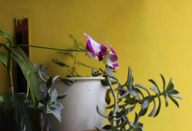 ペンション Hospedagem Bicho Do Mato Arts