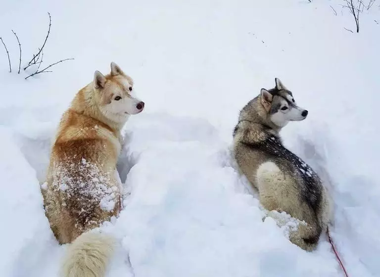 ベッドアンドブレックファースト Les Genévriers