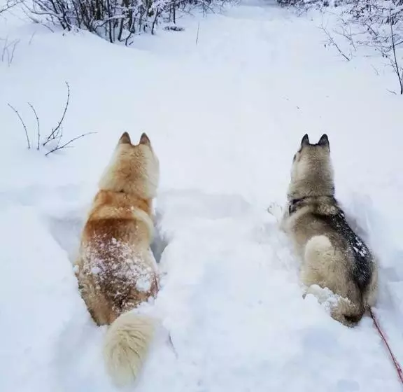 ベッドアンドブレックファースト Les Genévriers