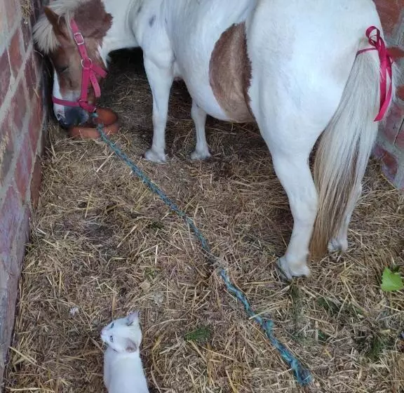 ベッドアンドブレックファースト Nature Et Al House   Casa Para Uso Exclusivo Com Jardim