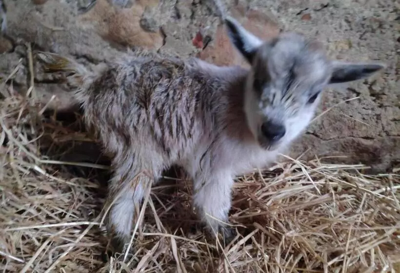 ベッドアンドブレックファースト Nature Et Al House   Casa Para Uso Exclusivo Com Jardim