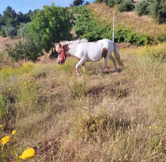 ベッドアンドブレックファースト Nature Et Al House   Casa Para Uso Exclusivo Com Jardim