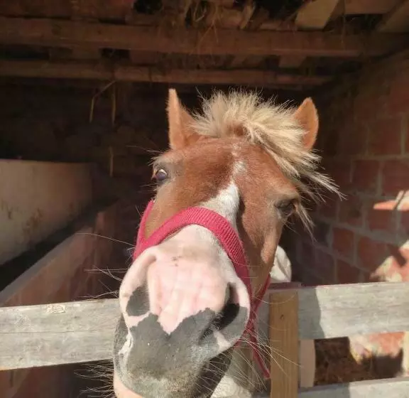 ベッドアンドブレックファースト Nature Et Al House   Casa Para Uso Exclusivo Com Jardim