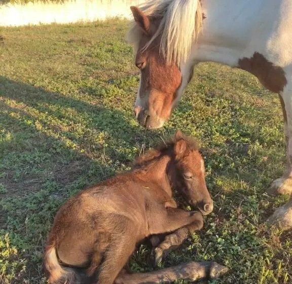 ベッドアンドブレックファースト Nature Et Al House   Casa Para Uso Exclusivo Com Jardim