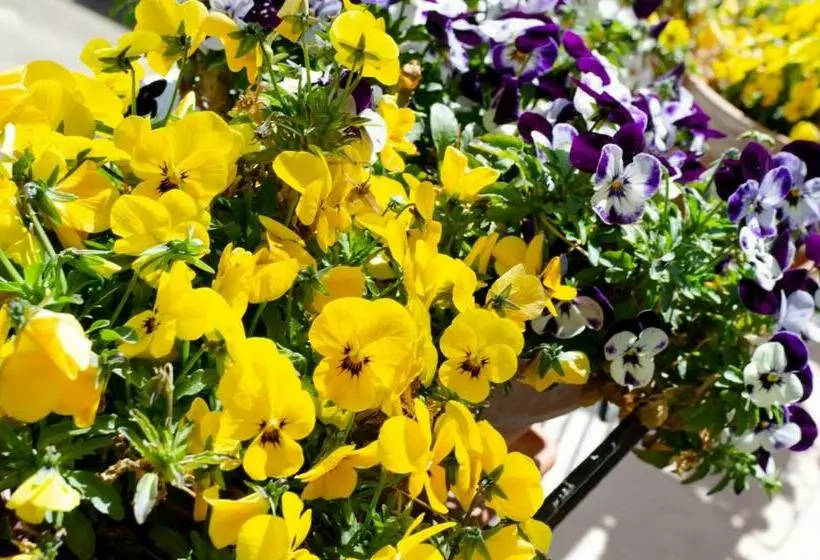 Aamiaismajoitus (B&B) Casa Gentile Carducci