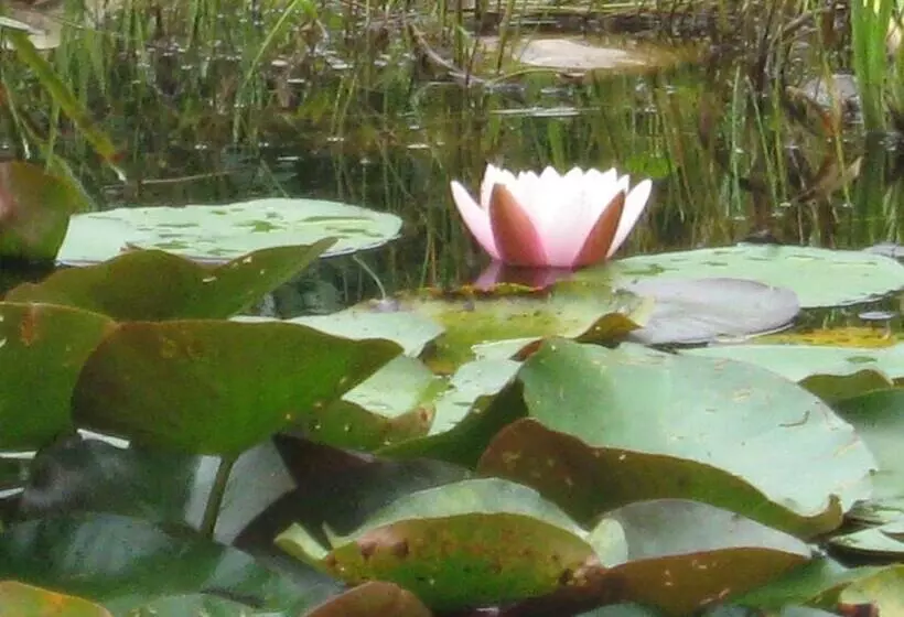 Aamiaismajoitus (B&B) Fewo Landhaus Ederlust Heilungsräume Ev