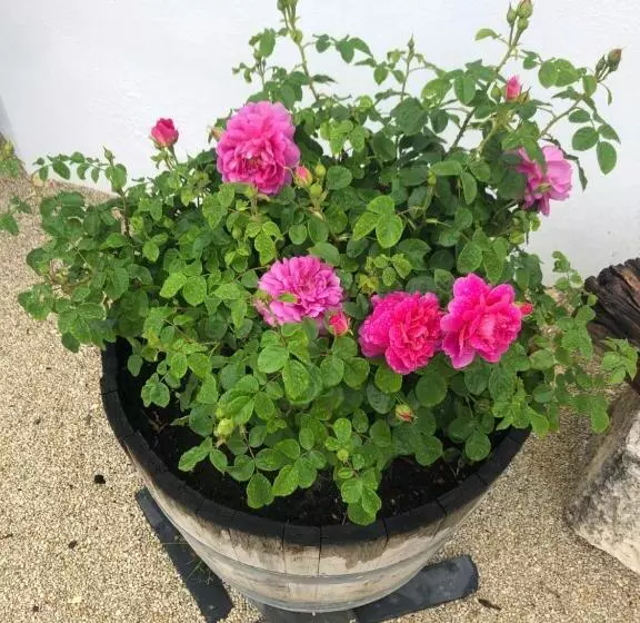 Clos Des Aigrettes, Gîtes à La Cotinière