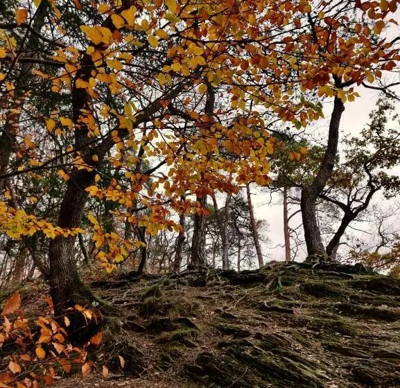 ベッドアンドブレックファースト Ferme De La Petite Fagne