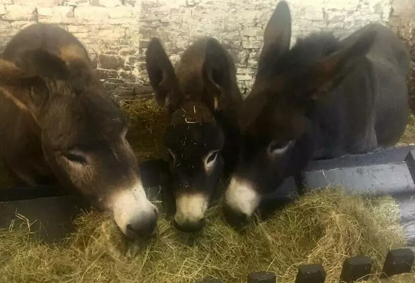 Aamiaismajoitus (B&B) Puffin Cottage