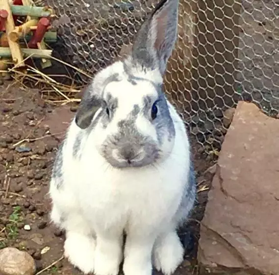 Aamiaismajoitus (B&B) Puffin Cottage