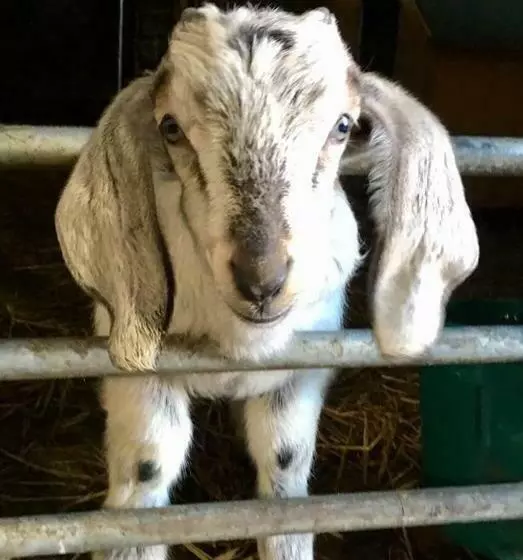 Aamiaismajoitus (B&B) Puffin Cottage