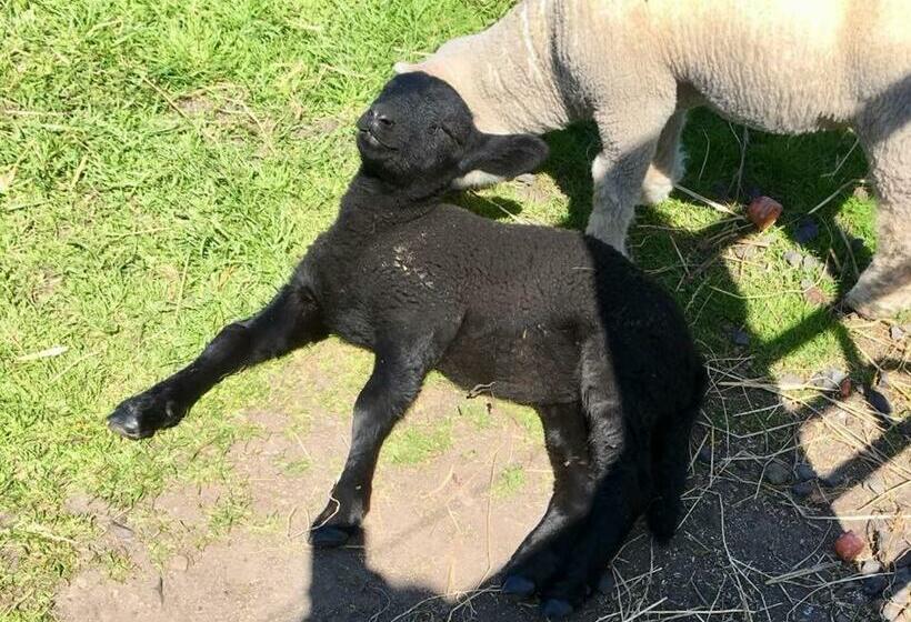 צימר Puffin Cottage