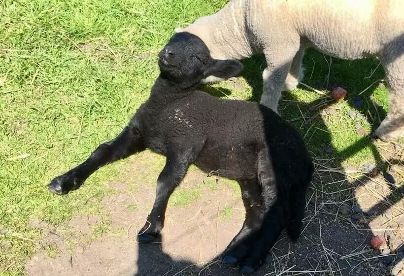 Aamiaismajoitus (B&B) Puffin Cottage