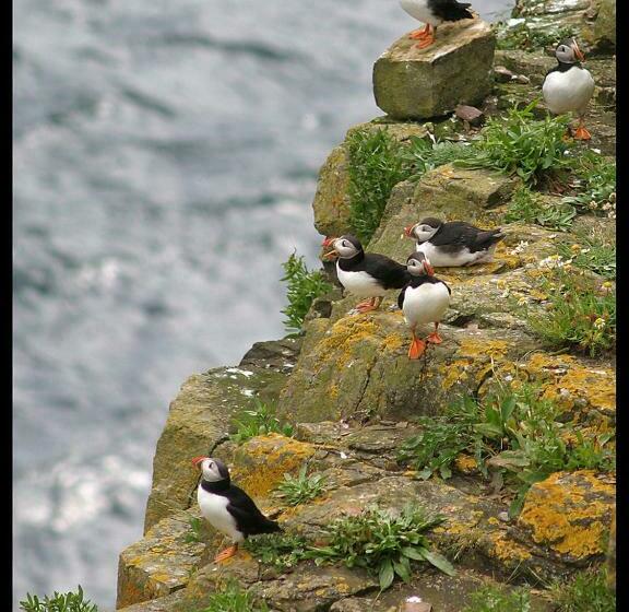 צימר Puffin Cottage