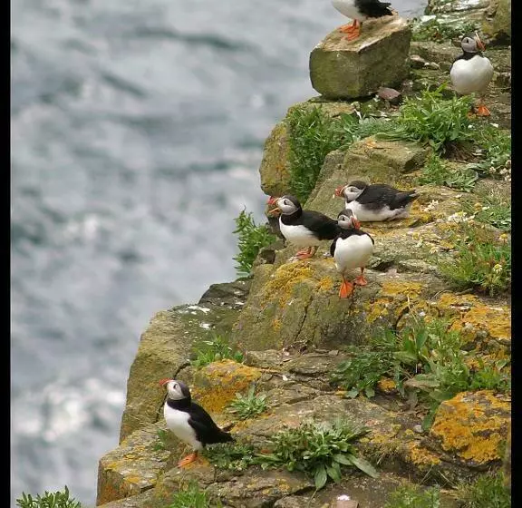 Aamiaismajoitus (B&B) Puffin Cottage