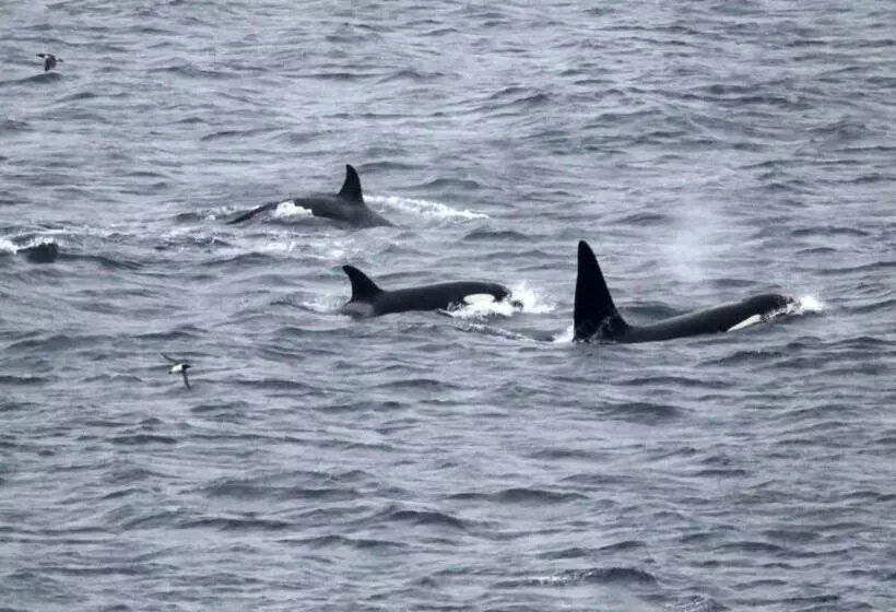 Aamiaismajoitus (B&B) Puffin Cottage