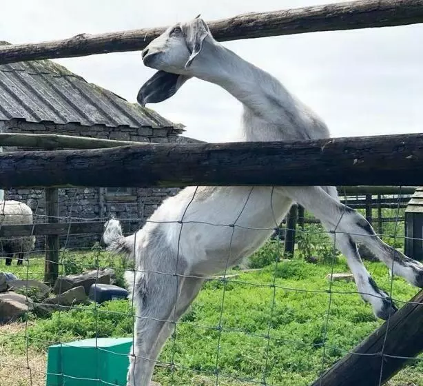 Aamiaismajoitus (B&B) Puffin Cottage