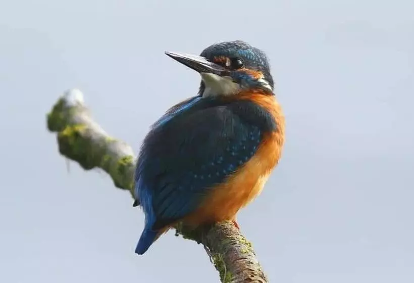 Aamiaismajoitus (B&B) The Millers Cottage