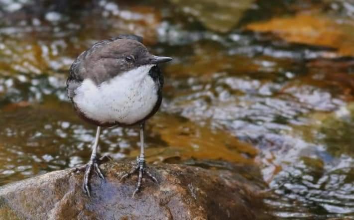 Bed and Breakfast The Millers Cottage