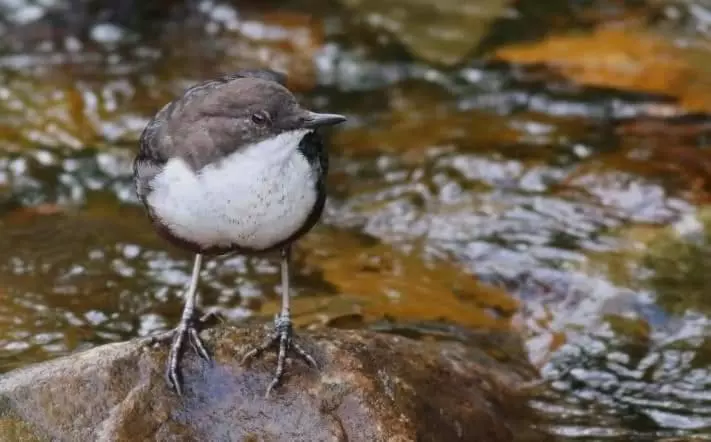 Aamiaismajoitus (B&B) The Millers Cottage