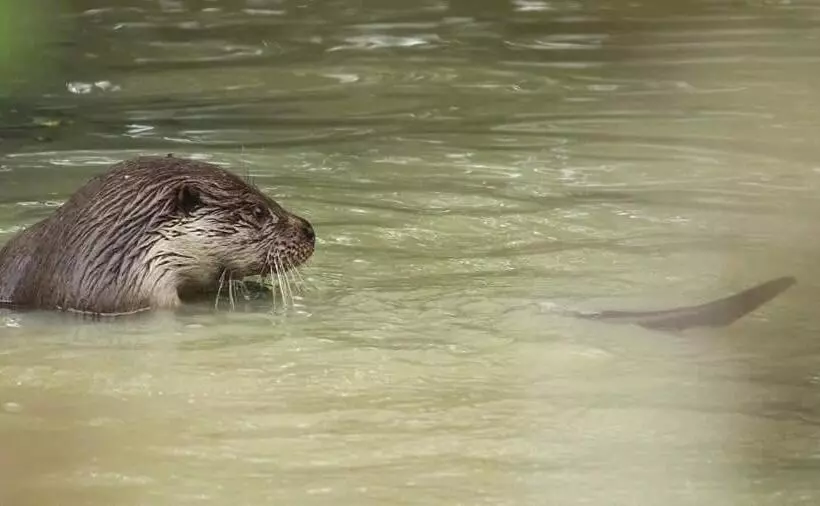 Aamiaismajoitus (B&B) The Millers Cottage