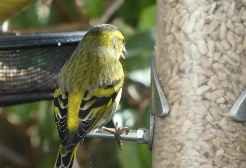 Aamiaismajoitus (B&B) The Millers Cottage