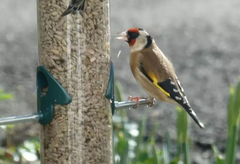 Aamiaismajoitus (B&B) The Millers Cottage