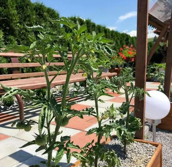 ペンション Casa Iuliana