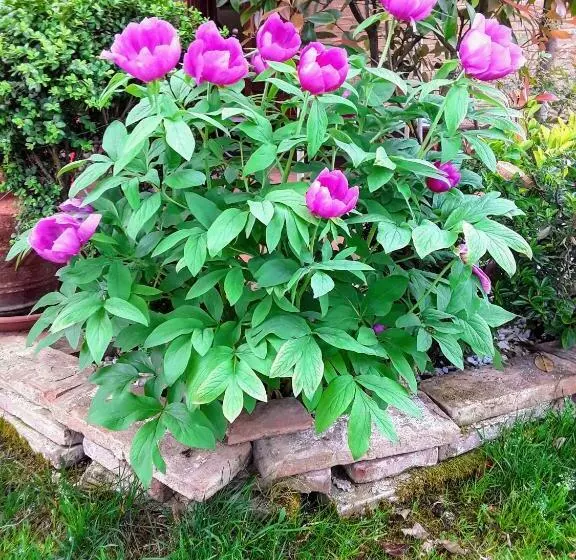 B&b La Rosa Gialla
