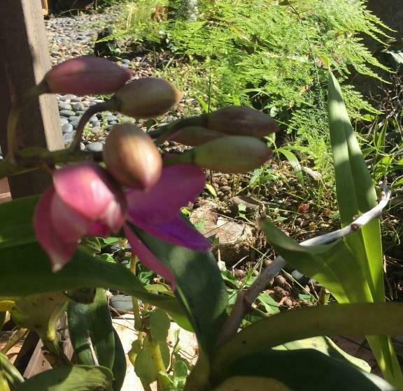 膳宿费 Holualoa Bungalows