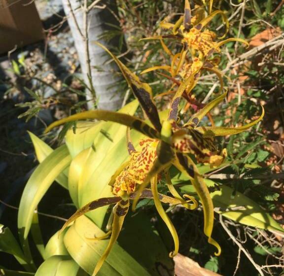 膳宿费 Holualoa Bungalows