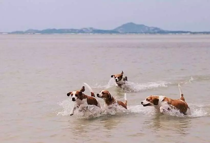 בית מלון כפרי Chantaramas Beach Resort, Koh Phangan