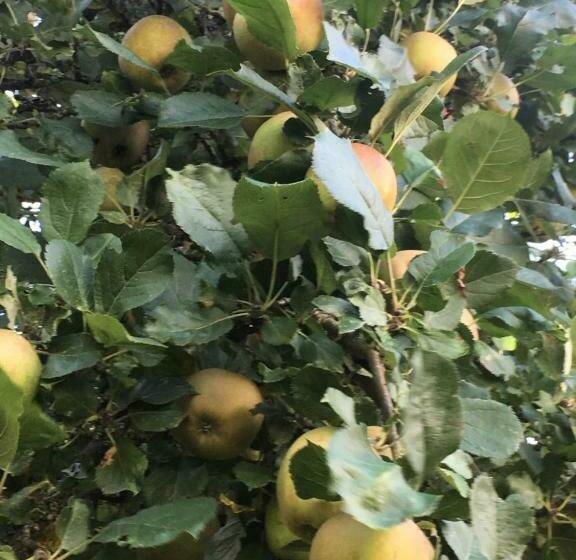 ホテル Low Budget Bungalows