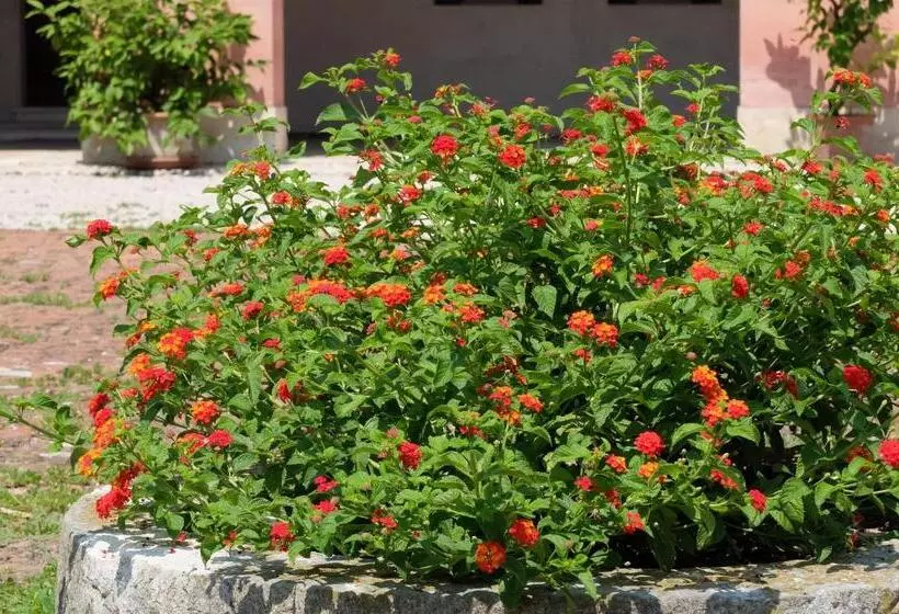 Aamiaismajoitus (B&B) Il Selese