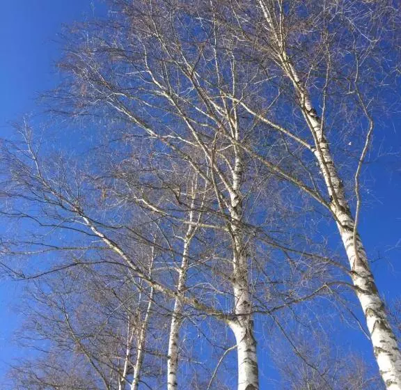 ベッドアンドブレックファースト La Masca