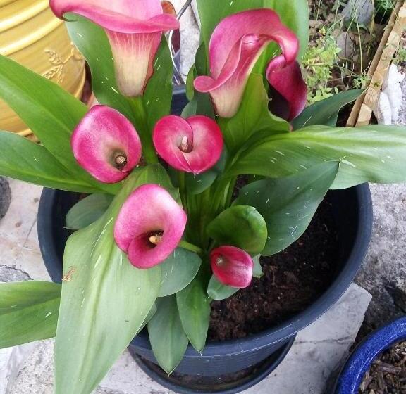 مبيت وإفطار Le Vallon De Bargemon