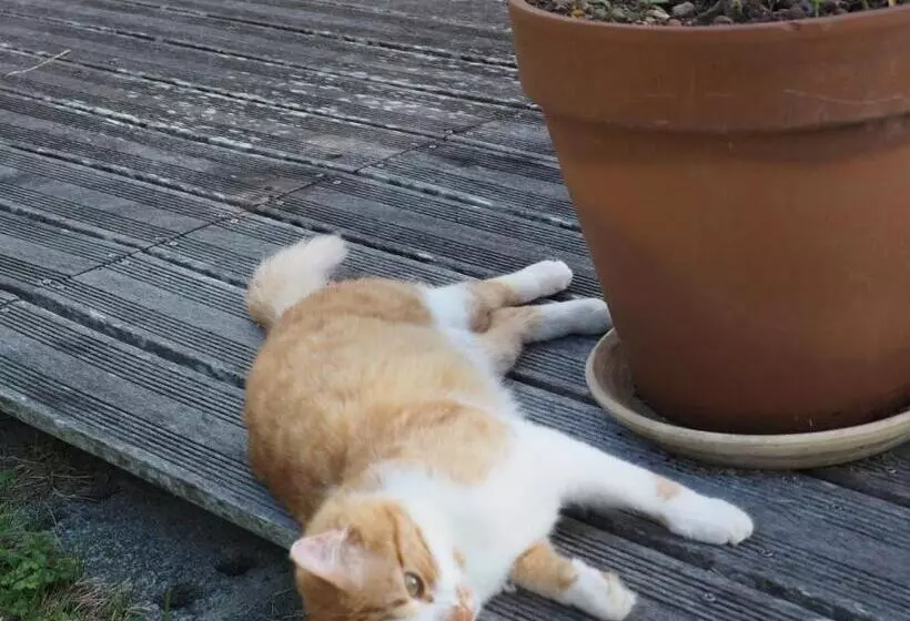 ベッドアンドブレックファースト L Oustaou Du Bodo