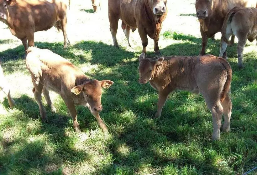 Aamiaismajoitus (B&B) Maison Maton