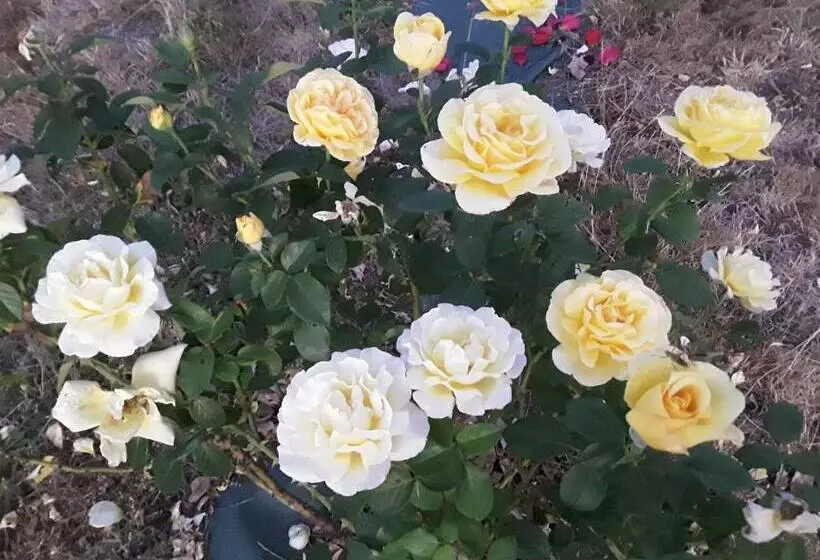 Aamiaismajoitus (B&B) La Roulotte De L Ami Nature