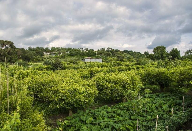 تختخواب و صبحانه Lemontree House Bacoli