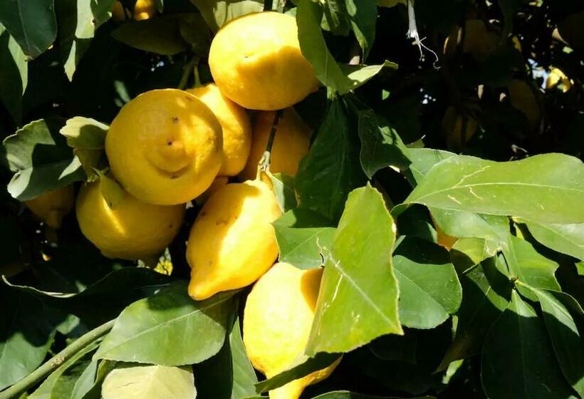 تختخواب و صبحانه Lemontree House Bacoli